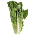 Romaine Lettuce - 1 Each