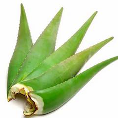 Fresh Aloe Vera Leaf