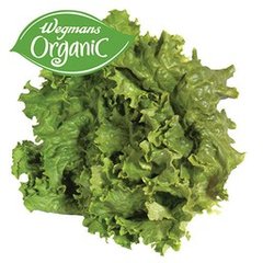 Fresh Organic Green Leaf Lettuce