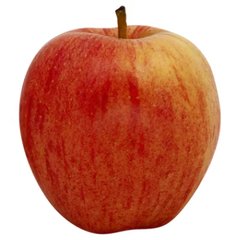 Gala Apple Large